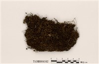 藏品(大葉走燈苔)的圖片